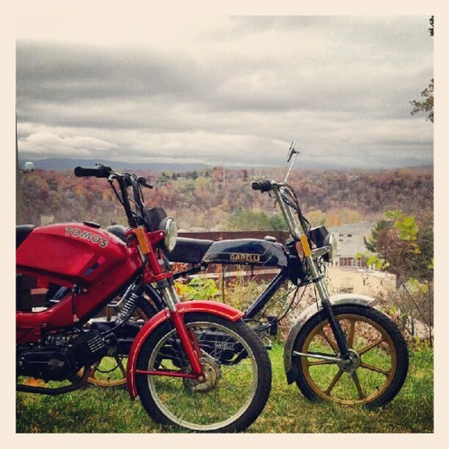 Clyde - 1988 Tomos Bullet TT