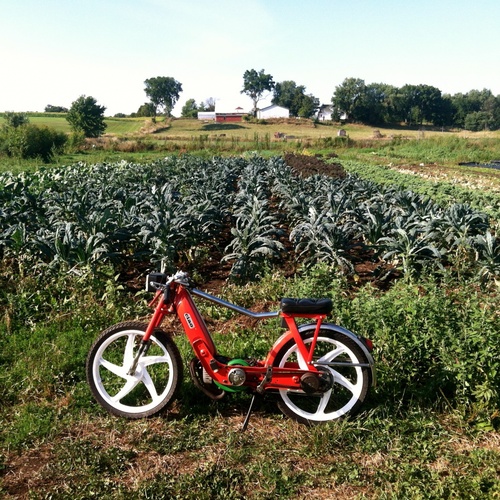 Another Red Ciao - 1974 Vespa Ciao
