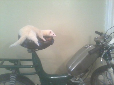 The Radabout -  Gadabout MK IV