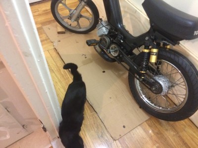 The molester - 2002 Tomos Sprint