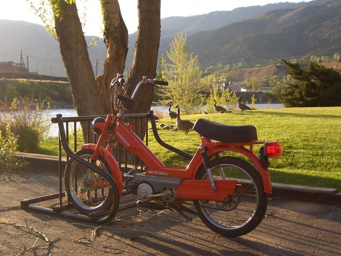 Moto-Goosee - 1978 Moto Guzzi Robin